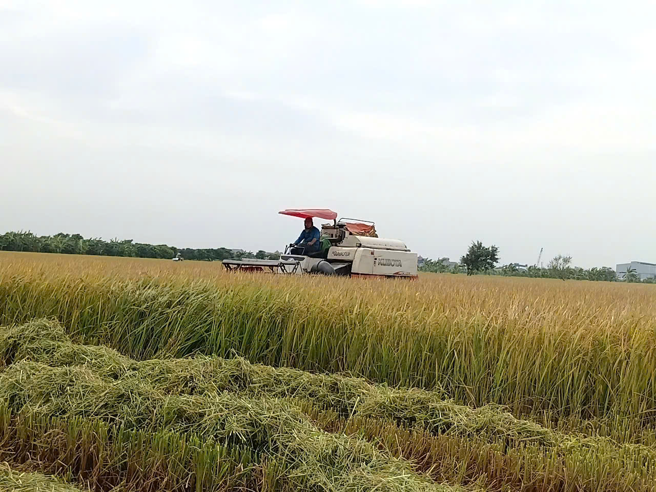 MÙA VÀNG TRÊN NHỮNG CÁNH ĐỒNG XÃ HỒNG QUANG